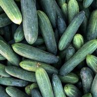 Plucked cucumbers on a farm ready to sell in a market