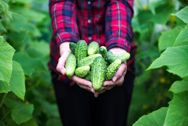 Woman display organic, healthy cucumbers picked up in greenhouse, poly-tunnel. Woman holding plant in poly-tunnel.