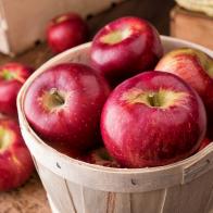 A five pound basket of freshly picked cortland apples at a farmer's market.