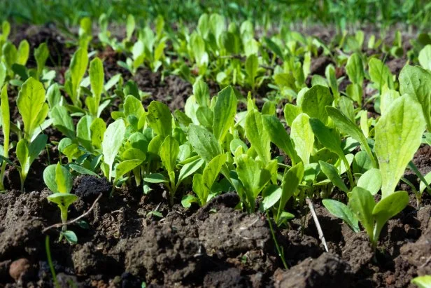 Celtuce, stem lettuce, celery lettuce, asparagus lettuce, Chinese lettuce