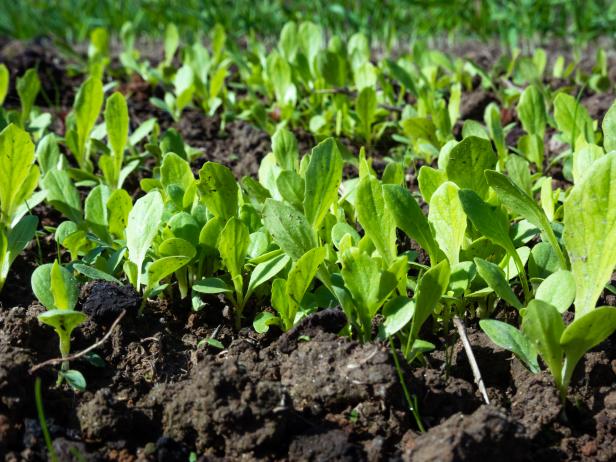 What Is Celtuce | Cooking School | Food Network