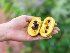 Macro closeup of hand holding ripe open juicy sweet pawpaw fruit in garden wild foraging with yellow texture and seeds