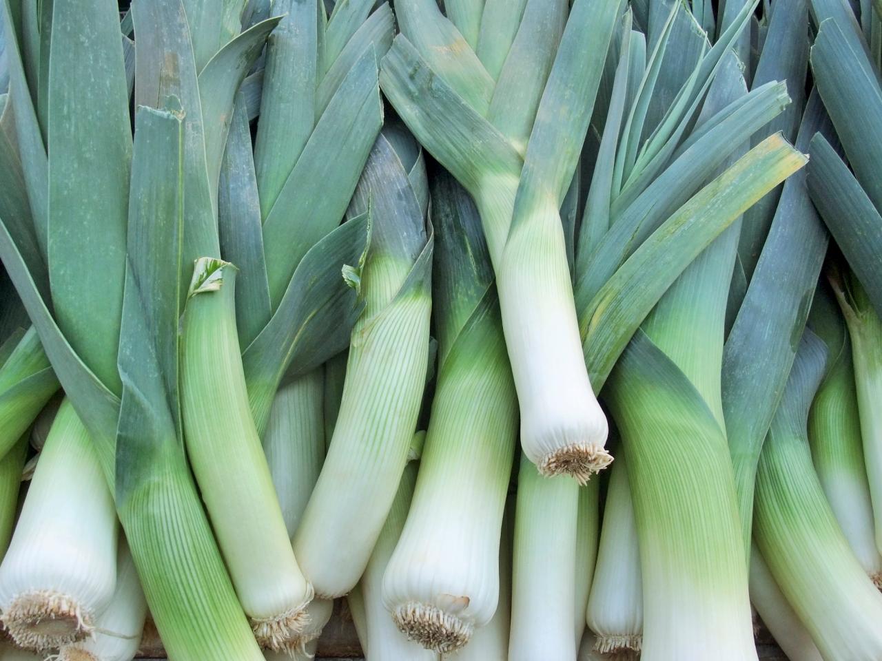 Welsh Leek Welsh Leek