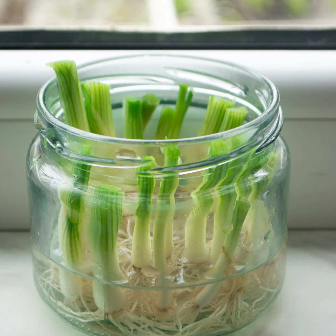 gardening after 50 scallions regrowing water herb container garden easy setup