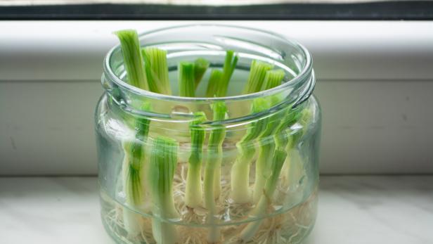 How to Regrow Green Onions