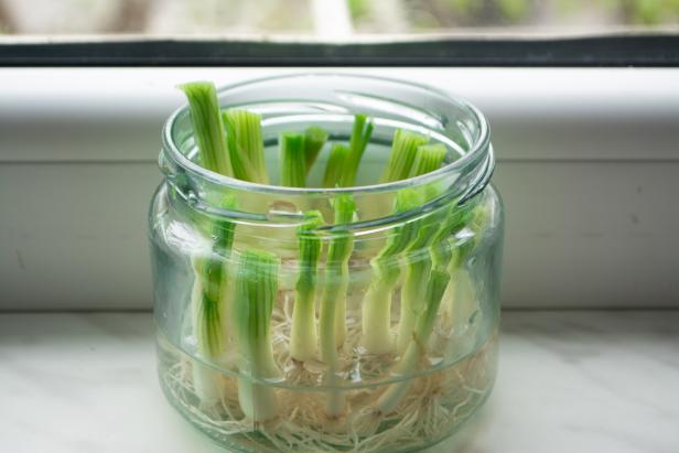 Growing green onions scallions from scraps by propagating in water in a jar on a window sill