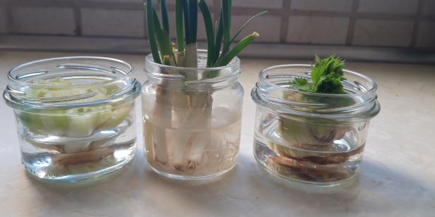Propagating lettuce, green onion and celery from cuttings in glass jars