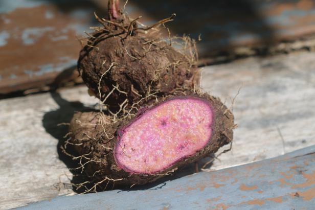 Purple color Dioscorea Alata or WEL ALA isolated on a wooden background. One of the delicious purple yams found in Sri Lanka. Helps to control blood cholesterol. Asian food, herbs concept.