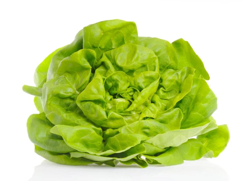 Lettuce isolated on white.