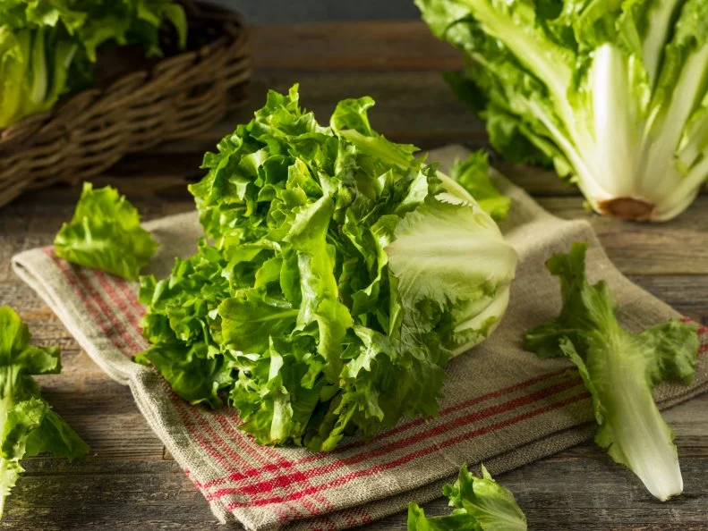 Raw Green Organic Escarole Lettuce Ready to Chop