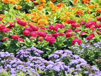 Colorful flower bed