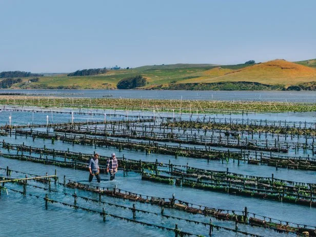 Two men in tall wading boots wade through a channel in an oyster farm.