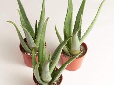 These plants can withstand anything your weeknight cooking will throw at them.