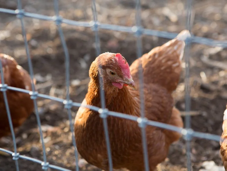 Queens County Farm and Museum, as seen on Food Network's Chopped, Grill Masters Special.