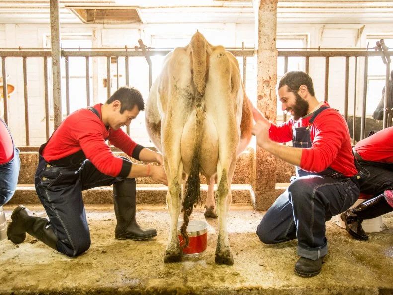 Red team members Ken Hsu (l) and Mike Glazer milk cows  on Cherry Grove Farm as seen on Food Networkâ  s Worst Cooksin America, Season 5.