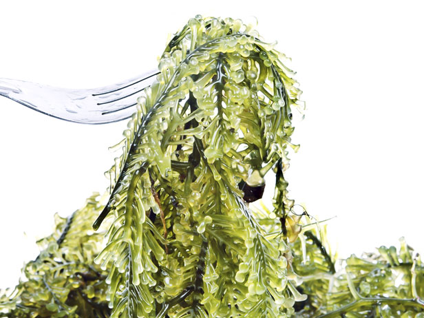 Is Kelp the New Kale?