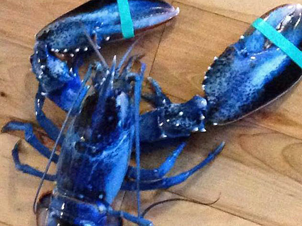 Bright Blue Lobster
