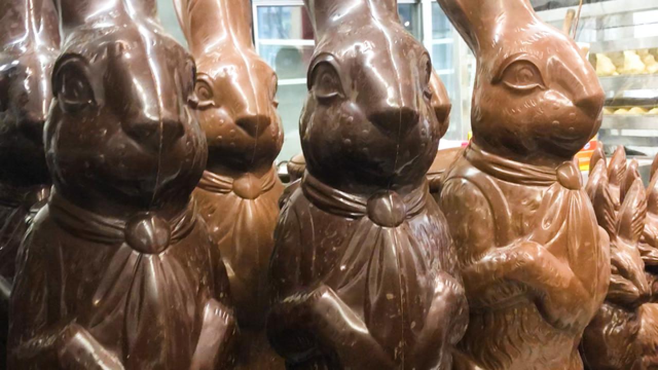 Giant Chocolate Bunnies