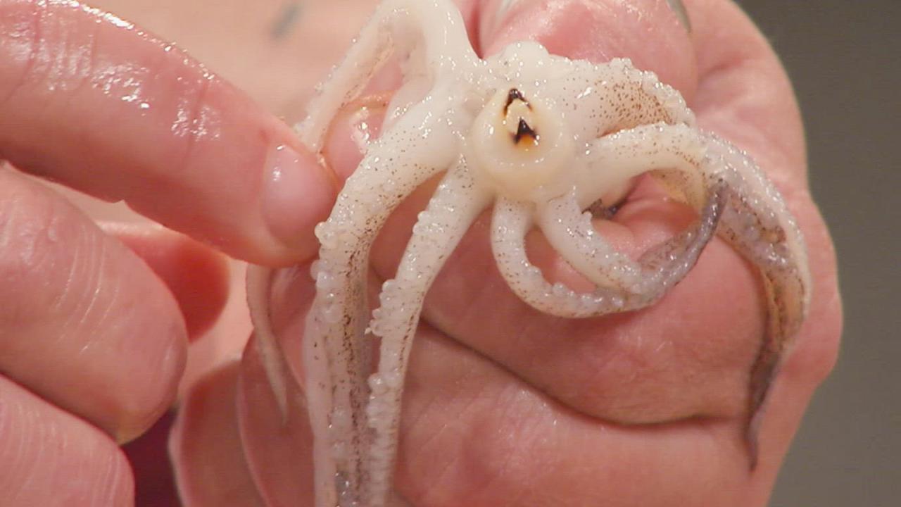 Skill Drill: Cleaning Squid