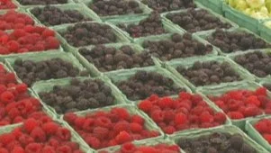 Summer Fruits and Berries