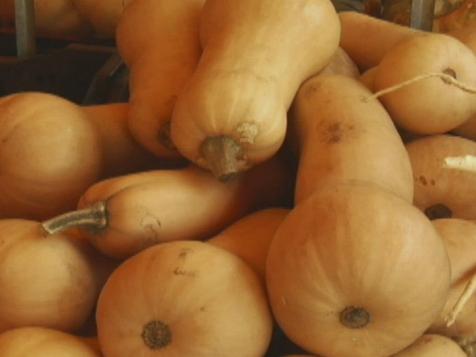 Fall Squash Guide