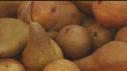 Fall Fruit Guide