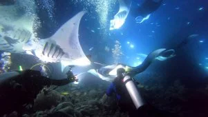 Underwater Ballet