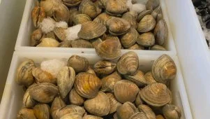 Seafood Shopping with Antonia Lofaso