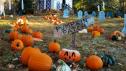 Outrageous Pumpkins Farm Tour