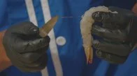 Peeling and Deveining Shrimp