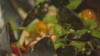 Brooke's Pasta with Mussels
