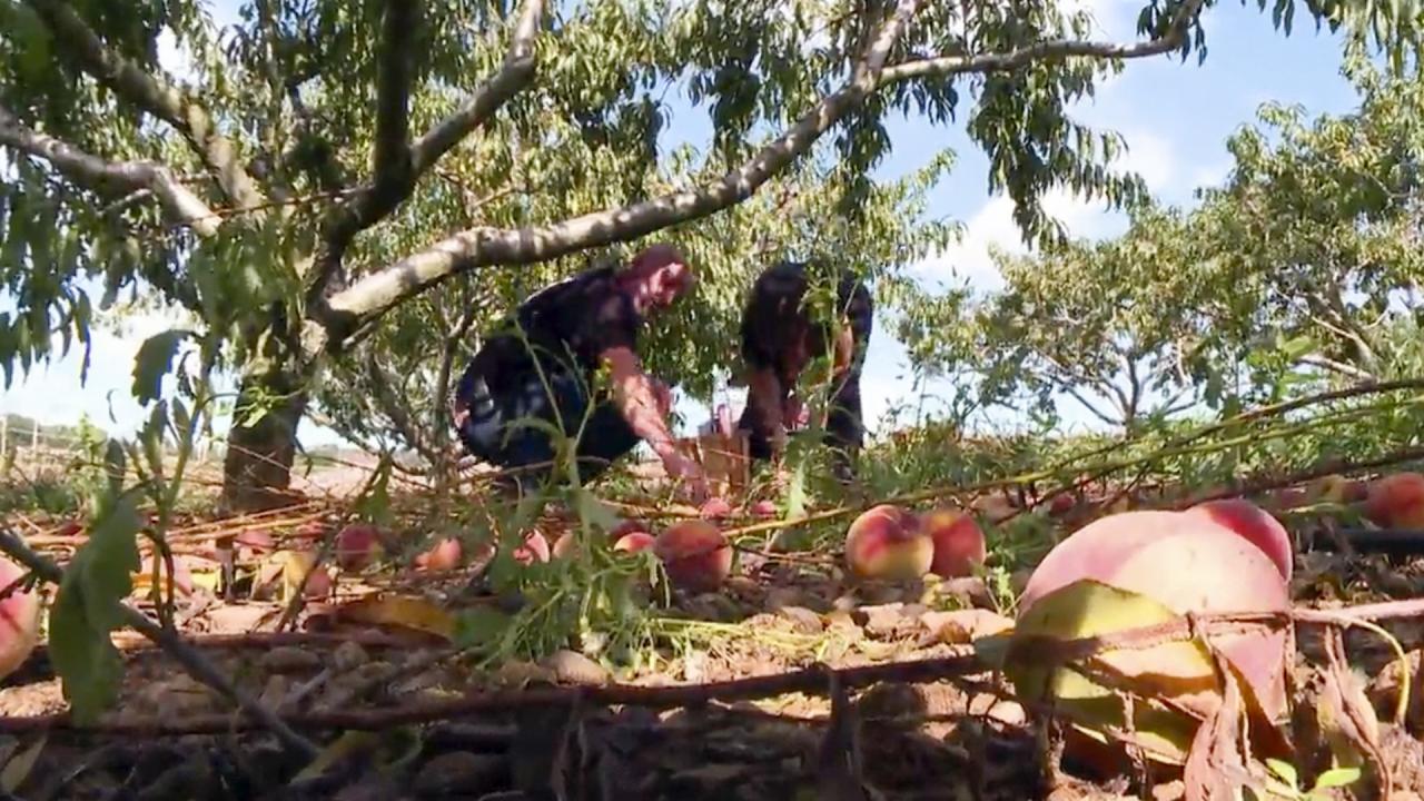 Salvaging Produce