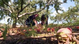 Salvaging Produce