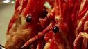 Duff Goldman: Shrimp Heads