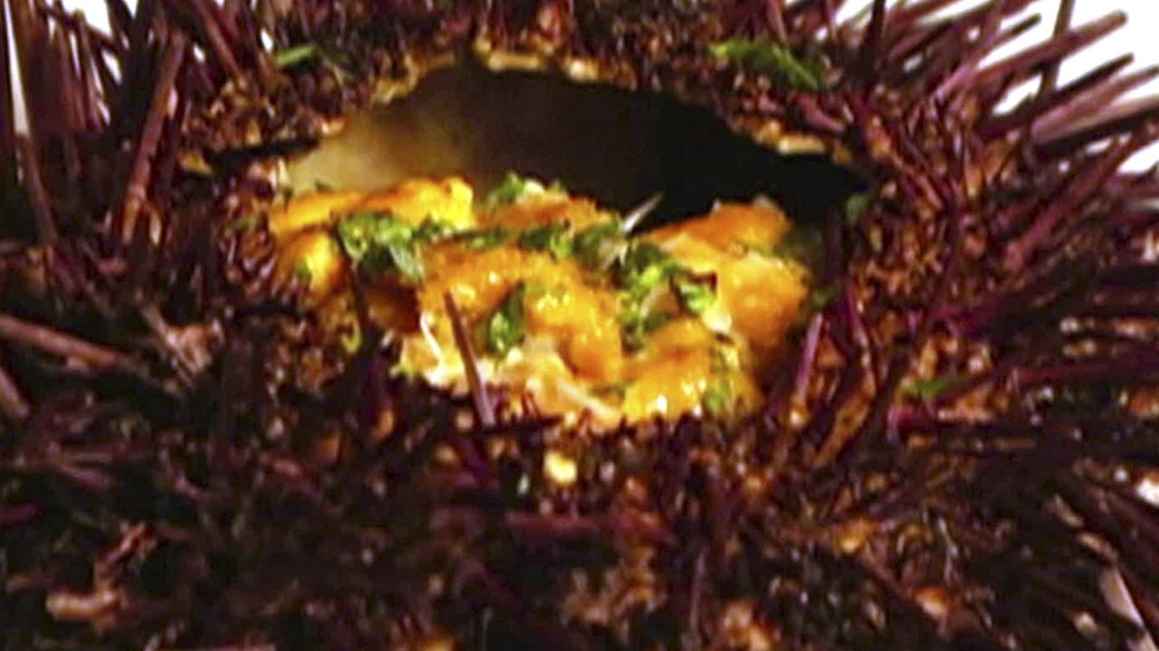 Aida Mollenkamp: Sea Urchin
