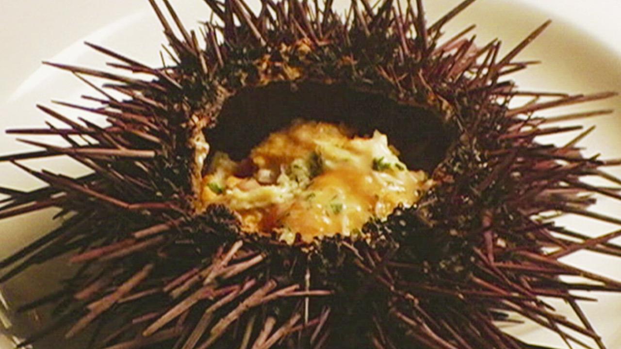 Aida Mollenkamp: Sea Urchin