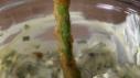Beer-Battered Asparagus