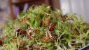 Fried Brussels Sprout Salad