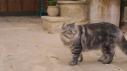 The Cats of Masseria Trapana