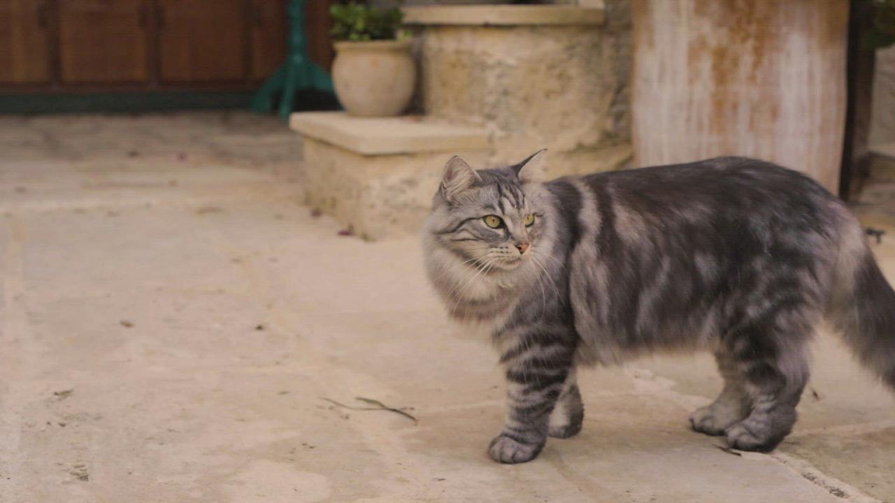 The Cats of Masseria Trapana