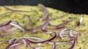 Cheesy Iron-Skillet Focaccia