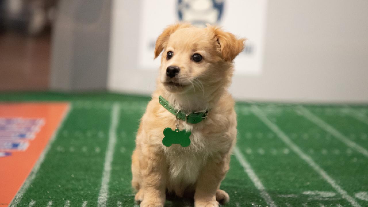The Puppy Challenge