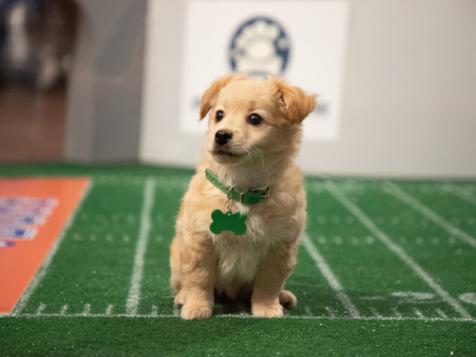 The Puppy Challenge