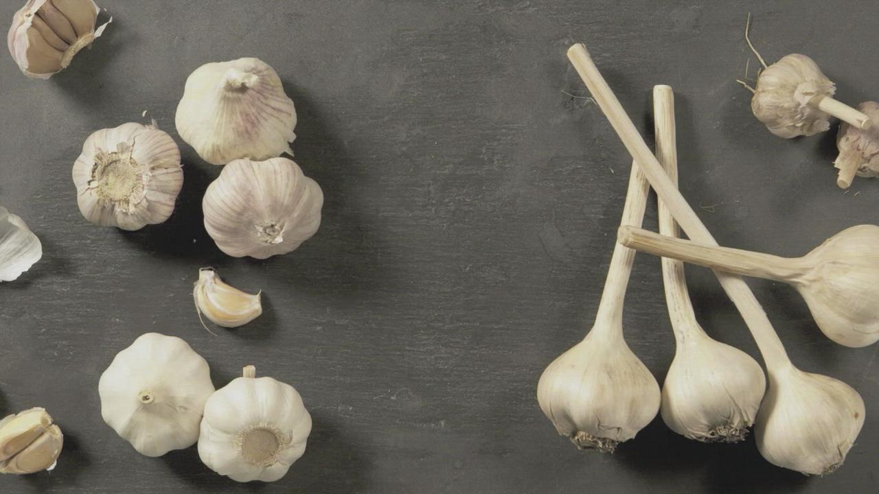 All About Garlic