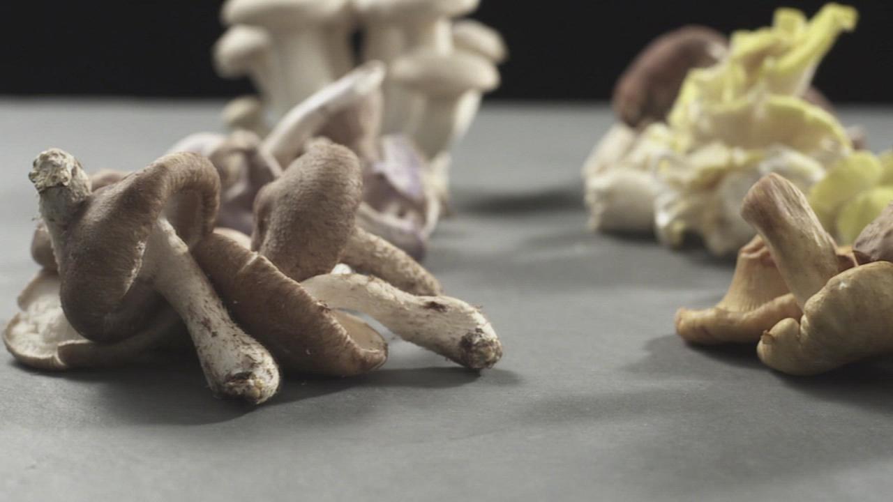 All About Mushrooms