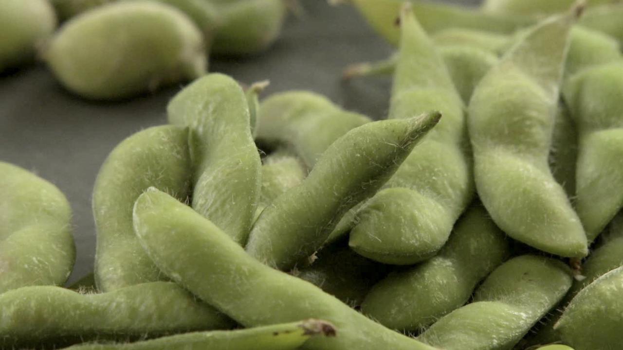 All About Beans
