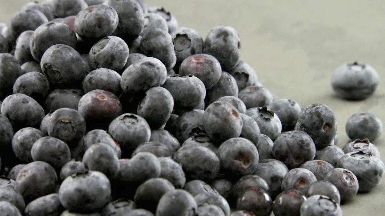 All About Blueberries