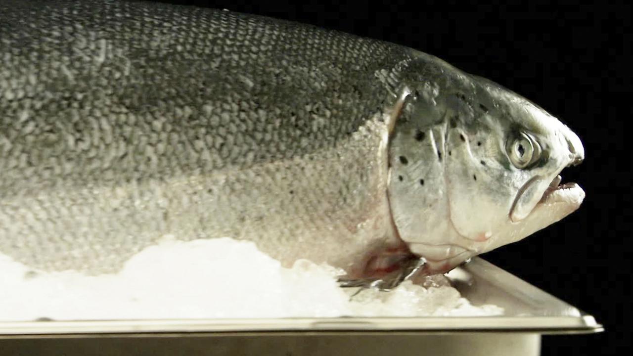 All About Salmon