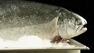 All About Salmon