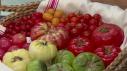 The Kitchen Talks Tomatoes
